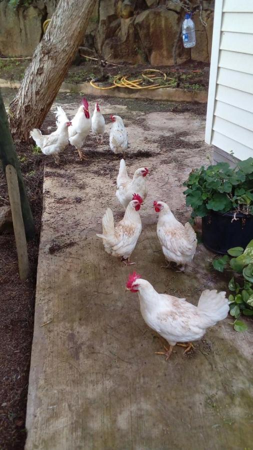 Casita Entre Vinedos, Experiencia Rural, Ideal Ninos. 特格斯特 外观 照片